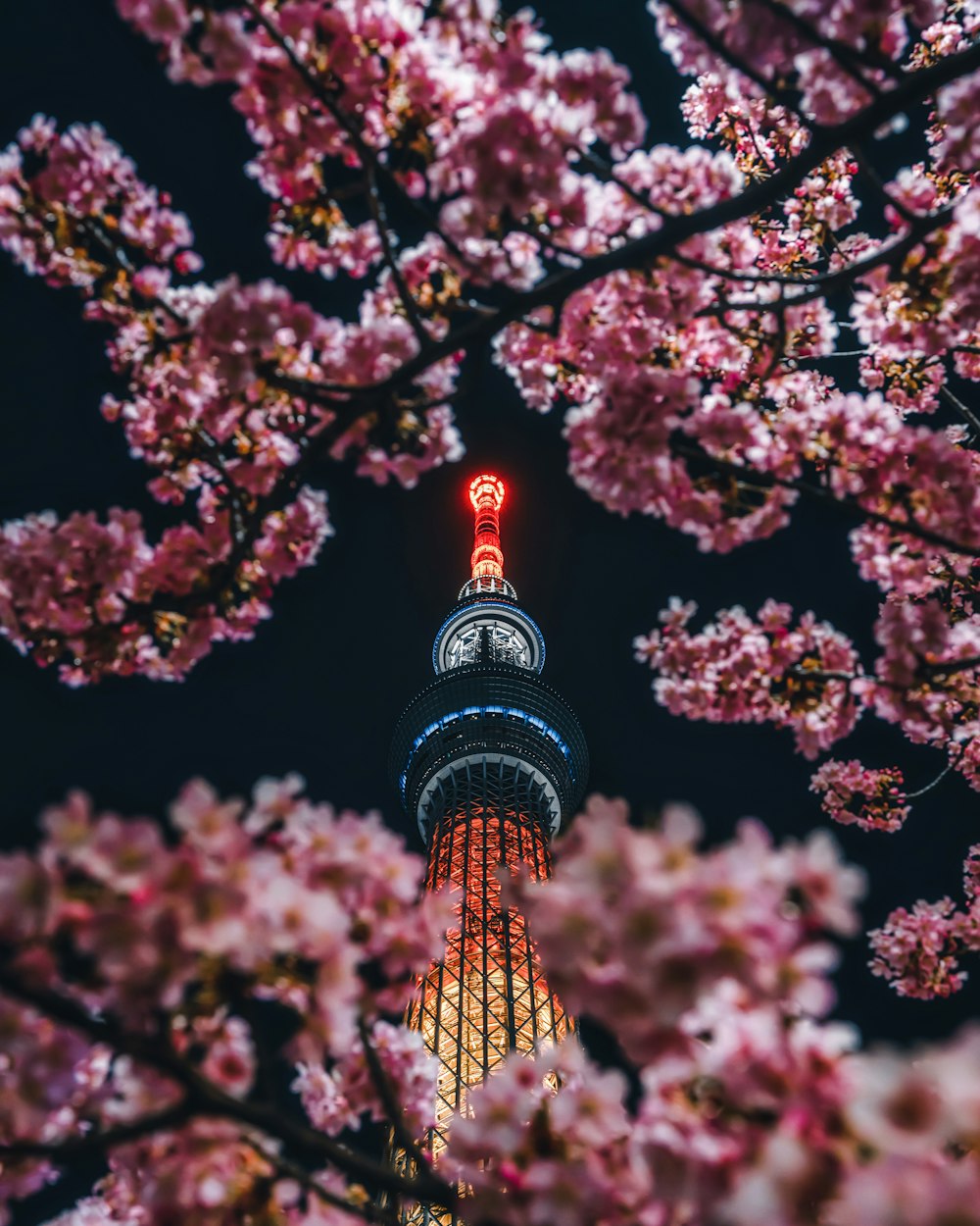 une haute tour avec une horloge au sommet entourée de cerisiers en fleurs