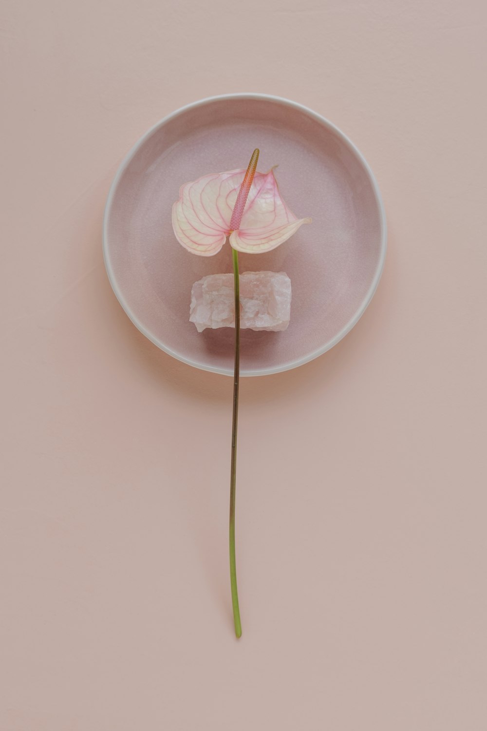 a pink plate with a single flower on it