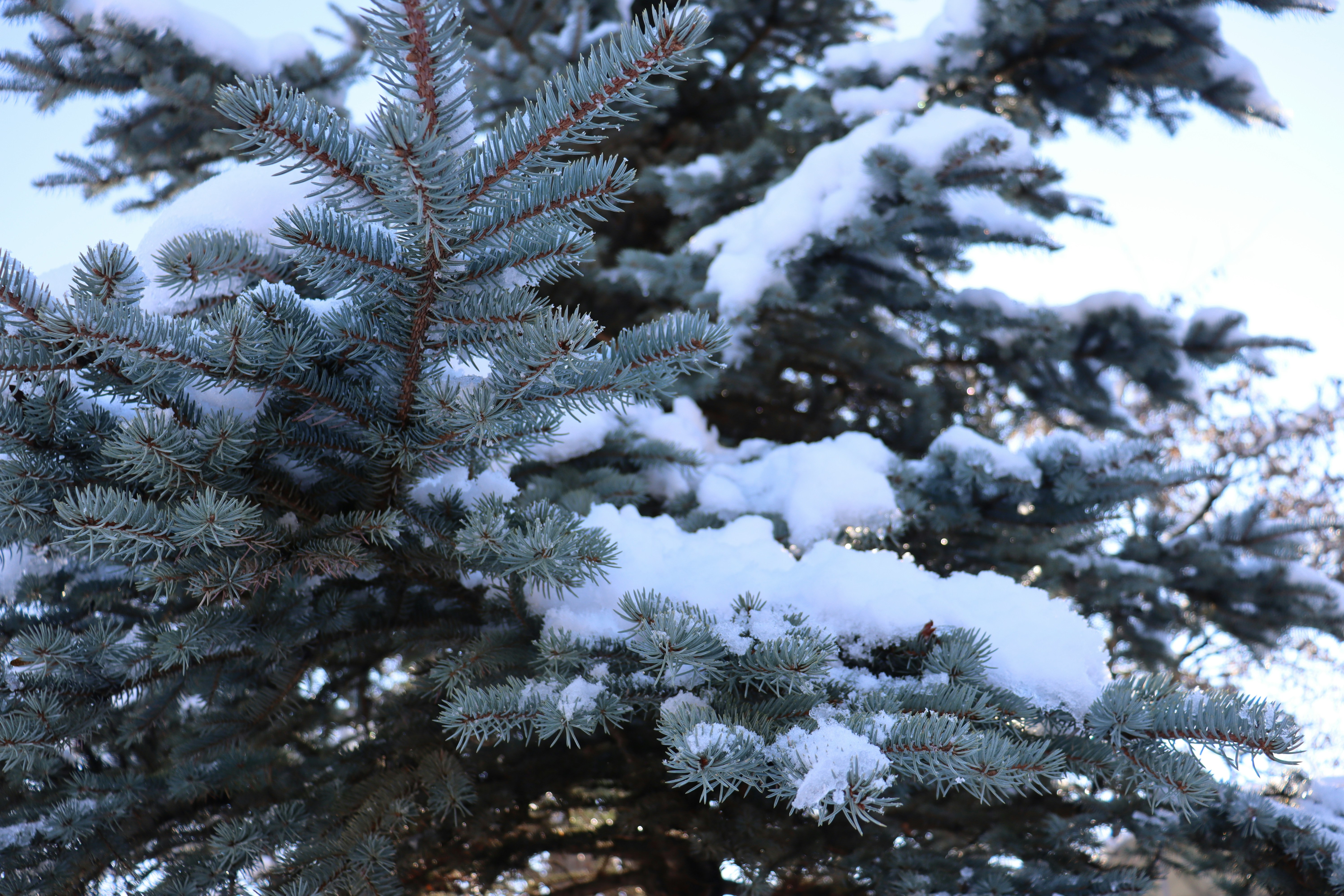 Photo by samir_bahram