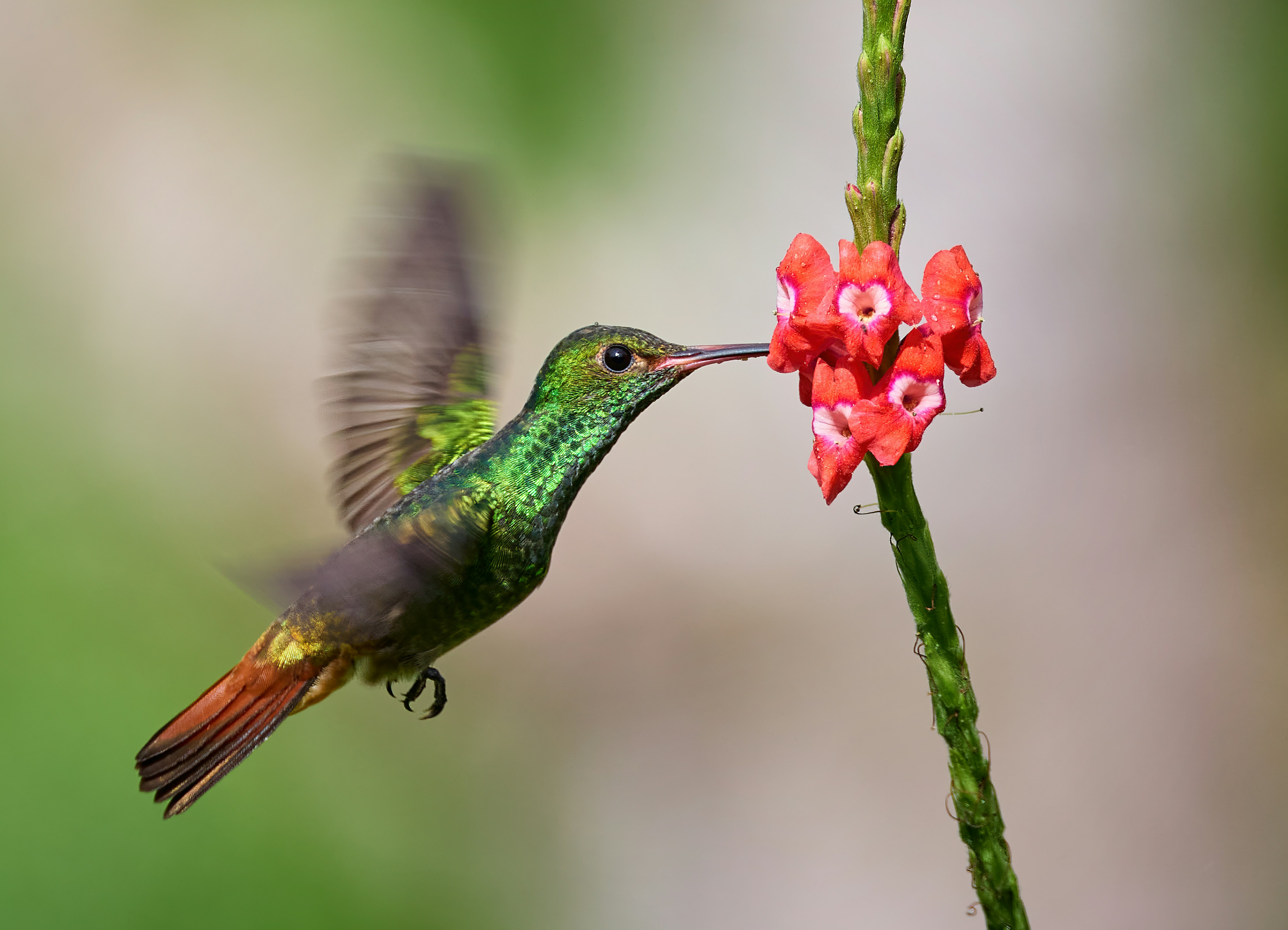 a hummingbird feeding from a red flower, Rufous-tailed Hummingbird