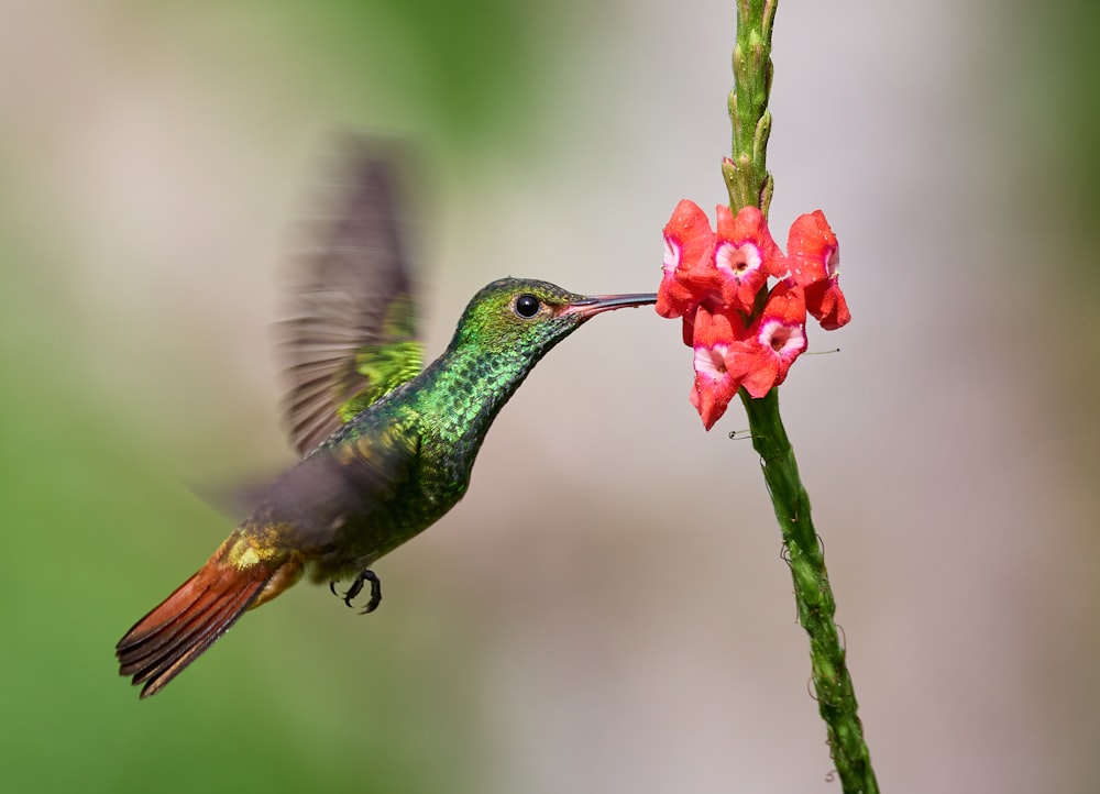 a hummingbird feeding from a red flower