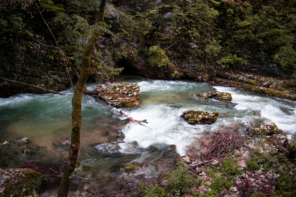 a river running through a lush green forest