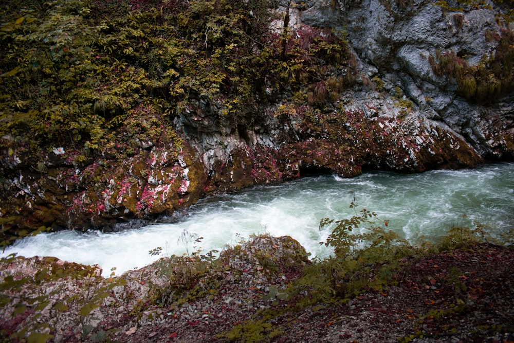 a river running through a lush green forest