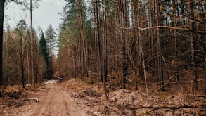 a dirt road in the middle of a forest