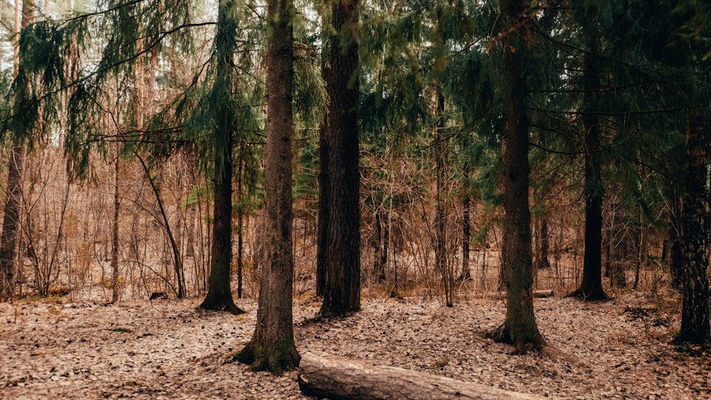 une forêt remplie de grands pins