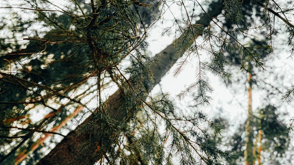 looking up at the branches of a pine tree