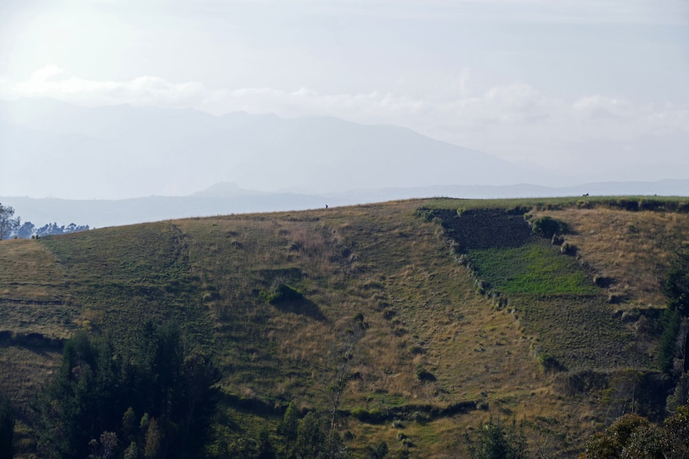 a grassy hill with a few trees on top of it