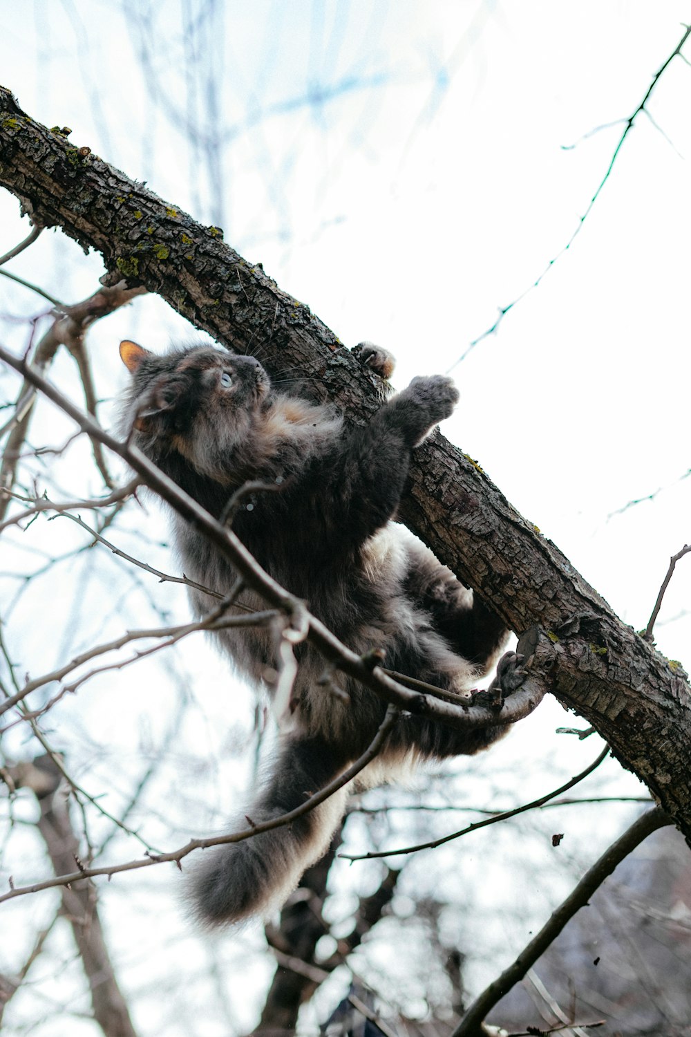 a raccoon climbing up the side of a tree