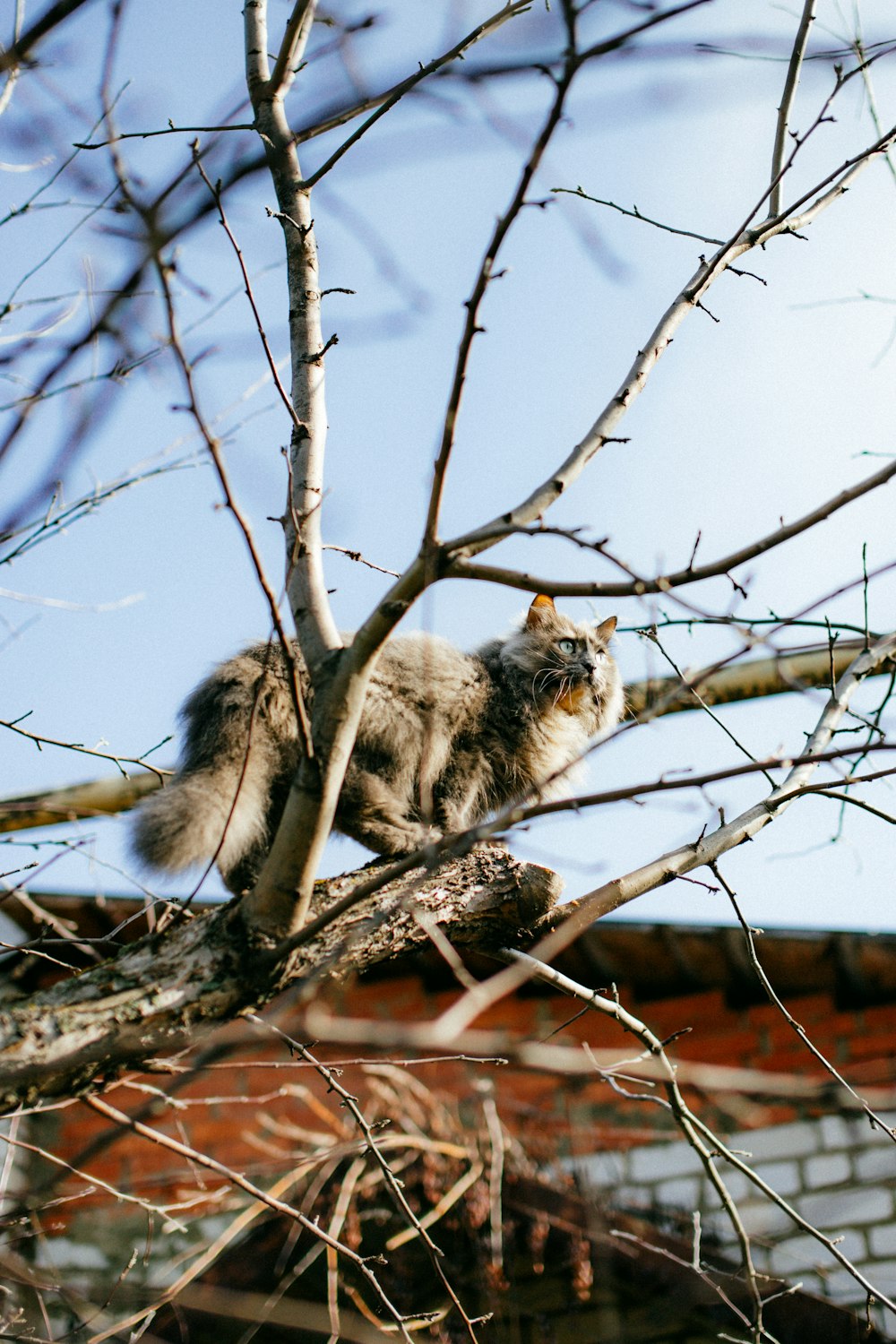 a cat sitting on top of a tree branch