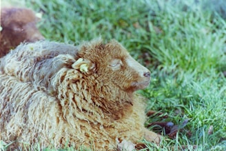 Close-up of fluffy Southdown Babydoll sheep resting in the shade.