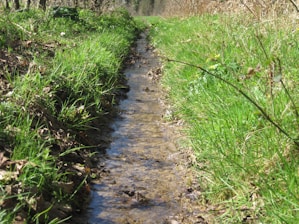 a stream running through a lush green forest