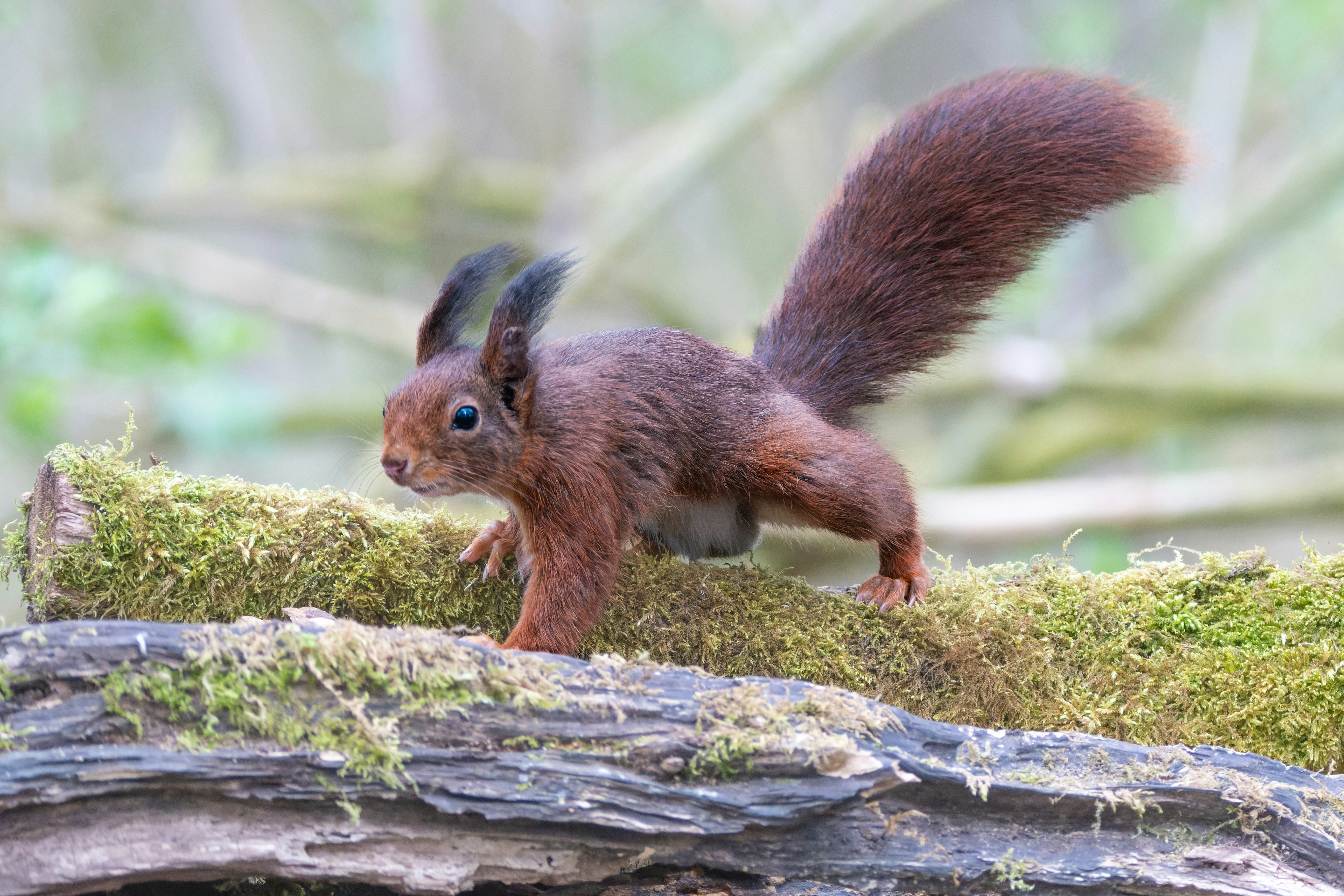 Photo by siegfriedpoepperl