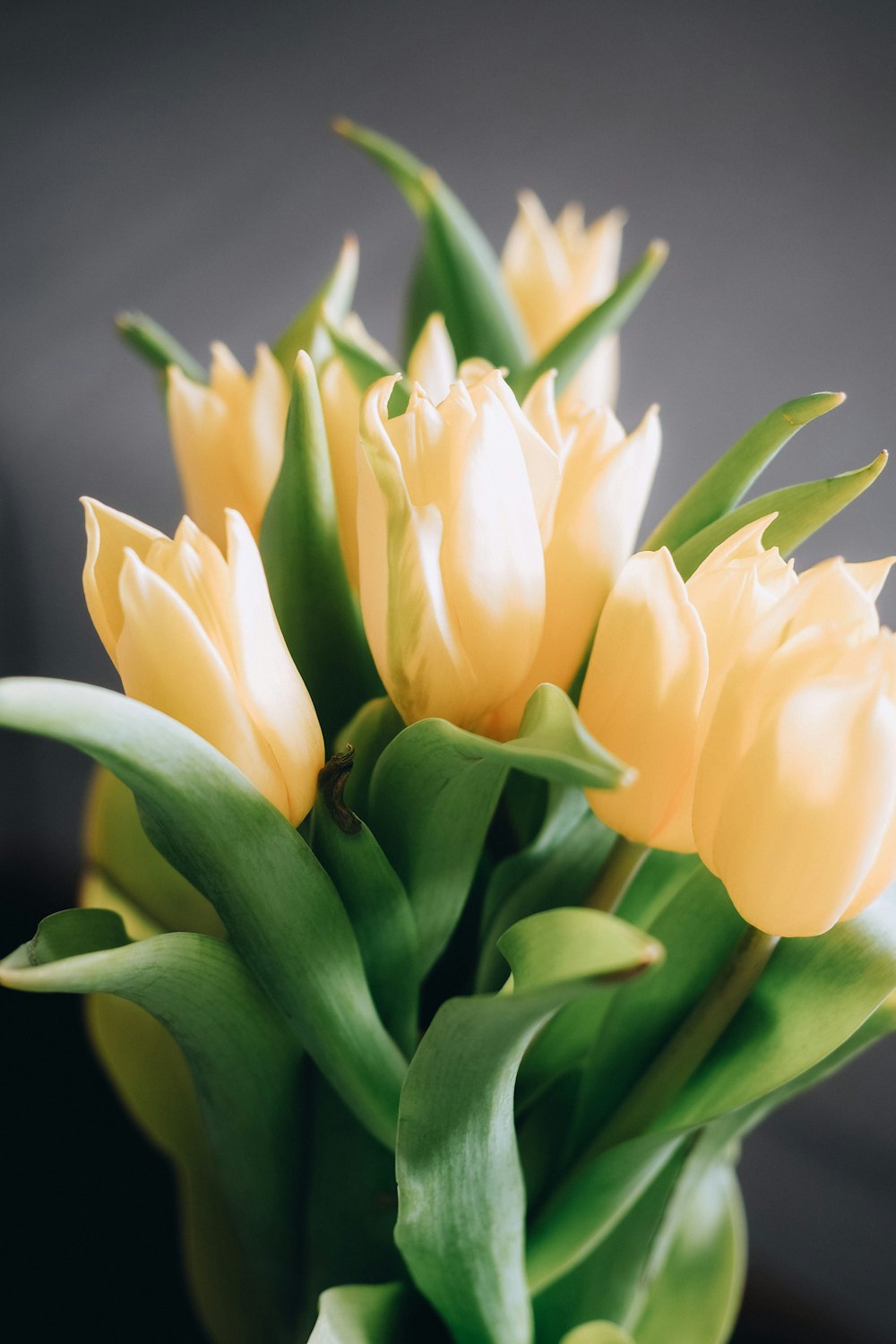 a bouquet of yellow tulips in a vase
