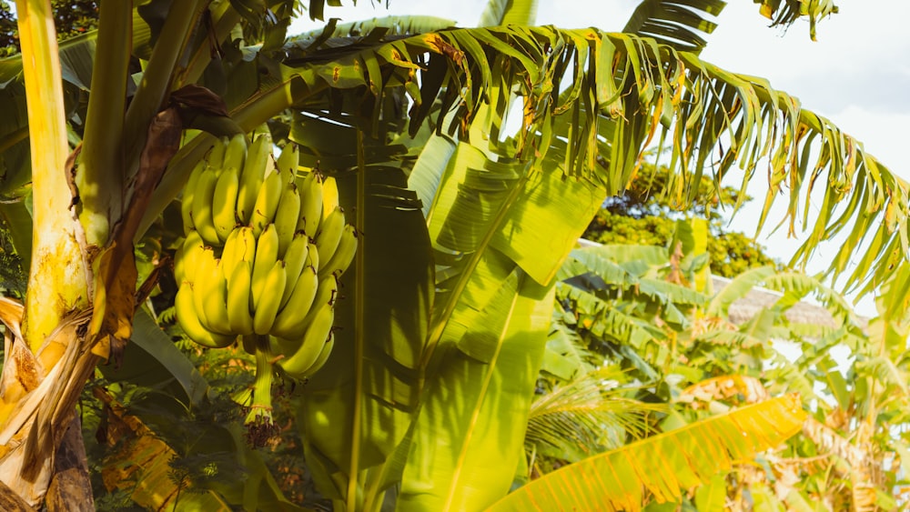 a bunch of bananas hanging from a banana tree