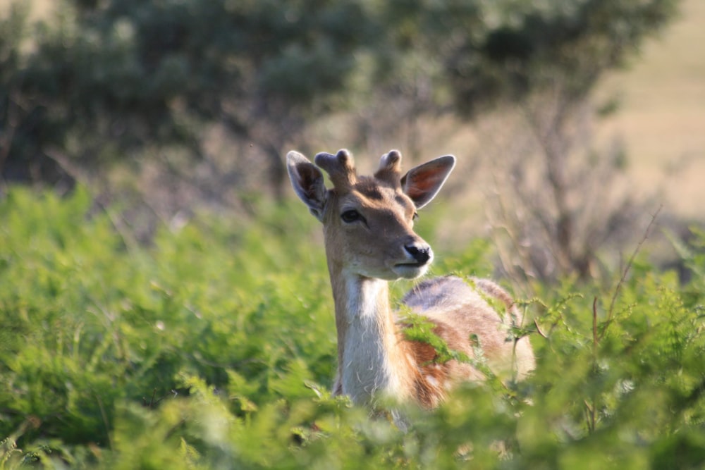 a small deer standing in a lush green field