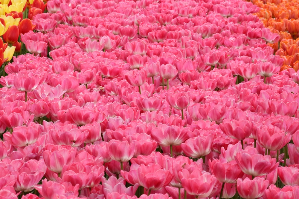 a field full of pink and yellow tulips