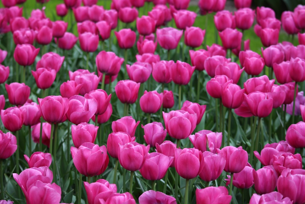 a field of pink tulips in full bloom