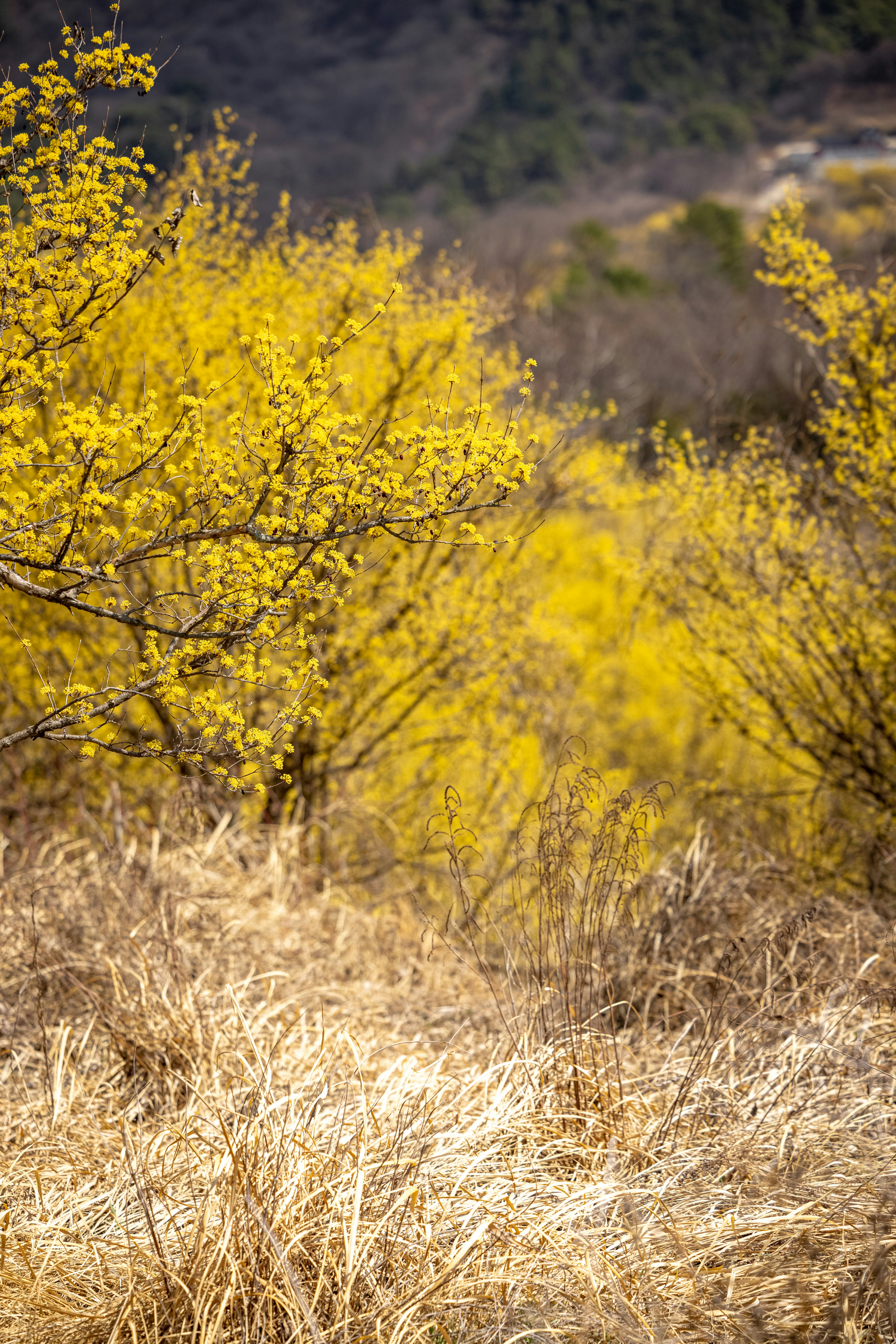 Photo by photosofkorea