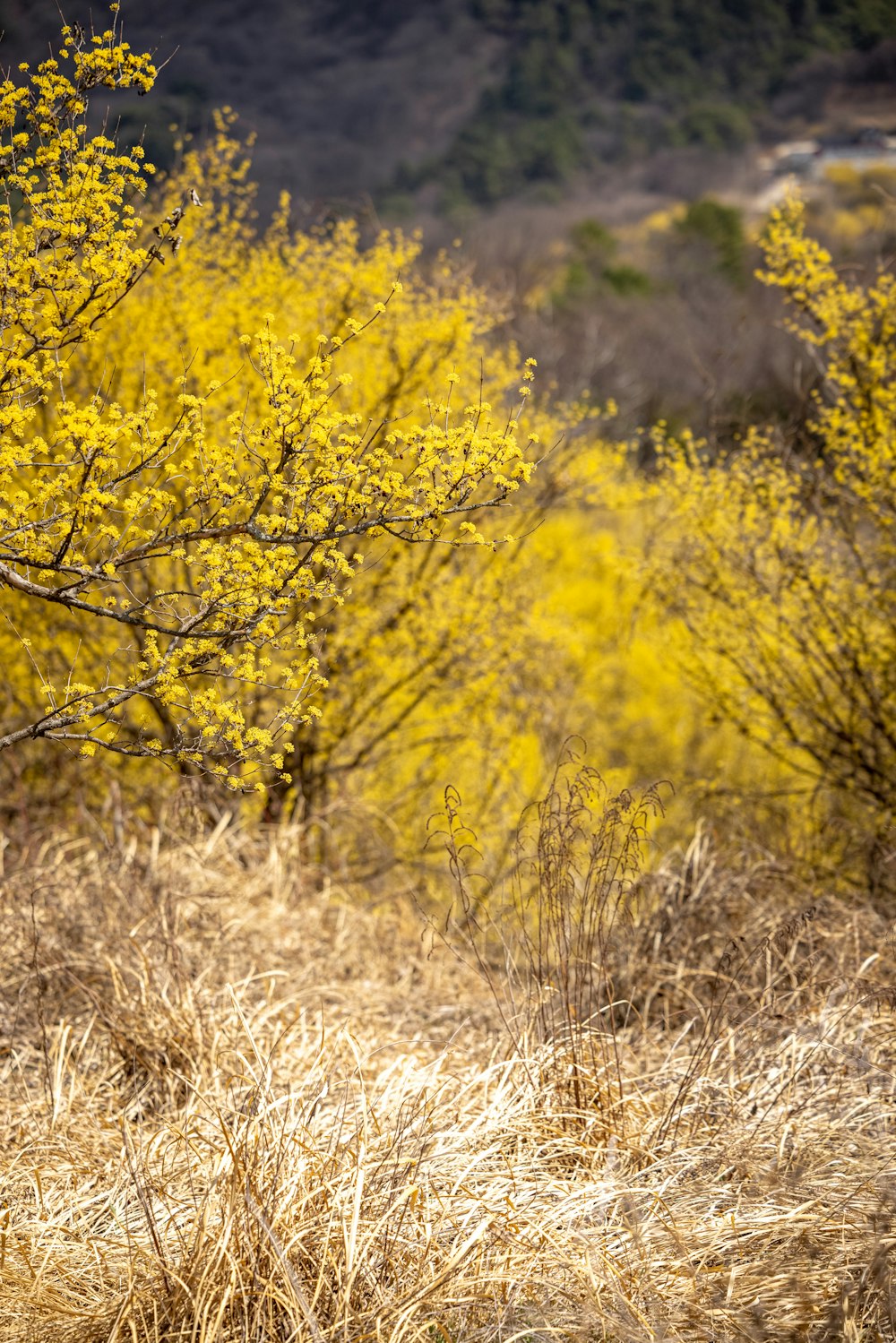 a yellow tree in the middle of a field