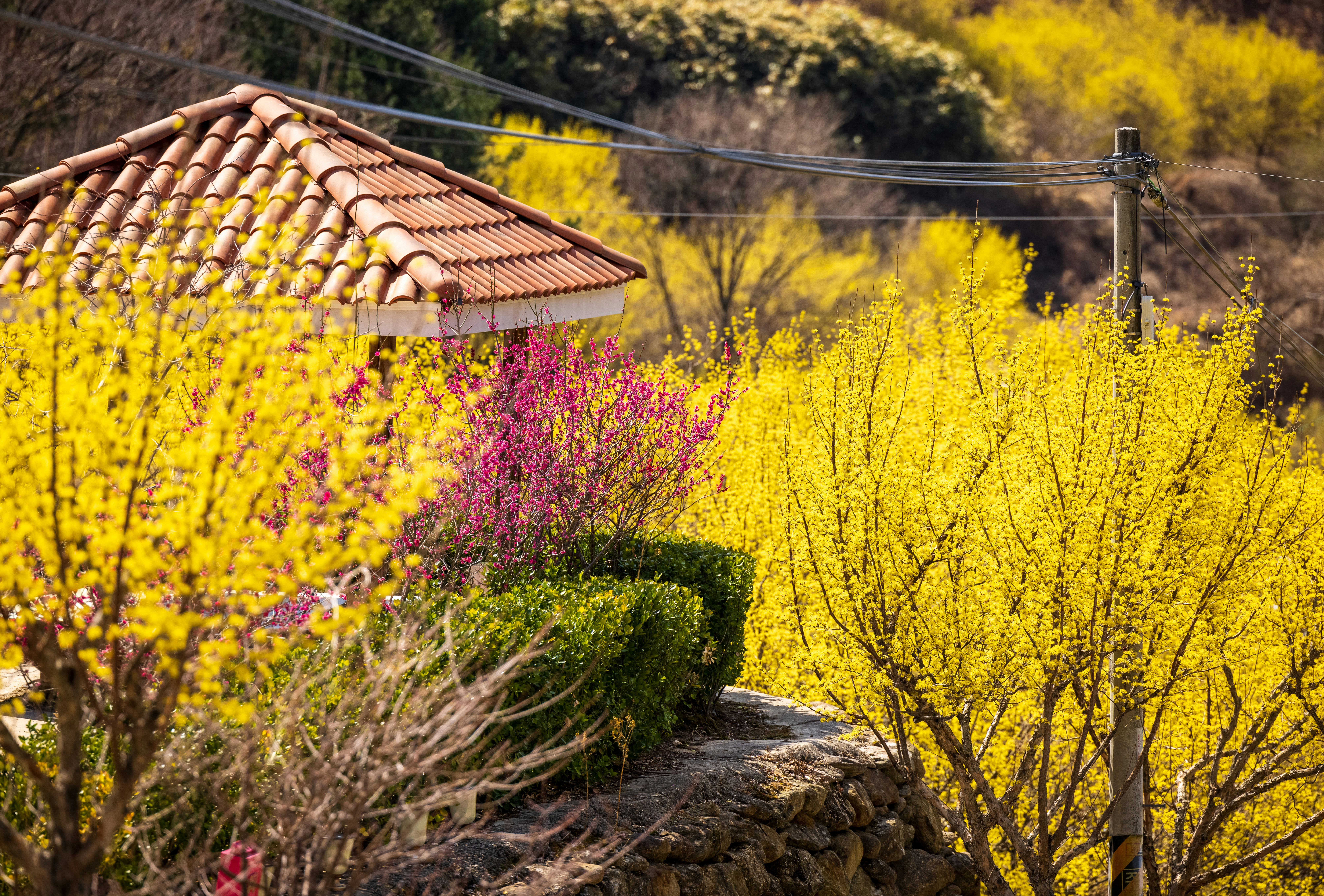 a garden with yellow flowers and a red roof