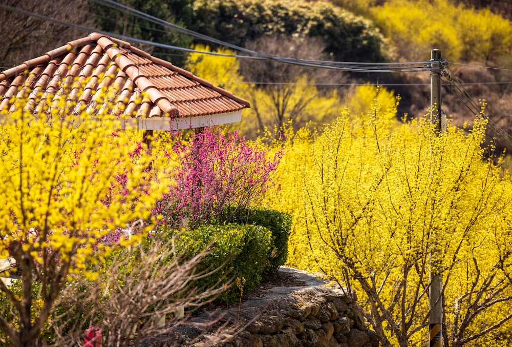 a garden with yellow flowers and a red roof