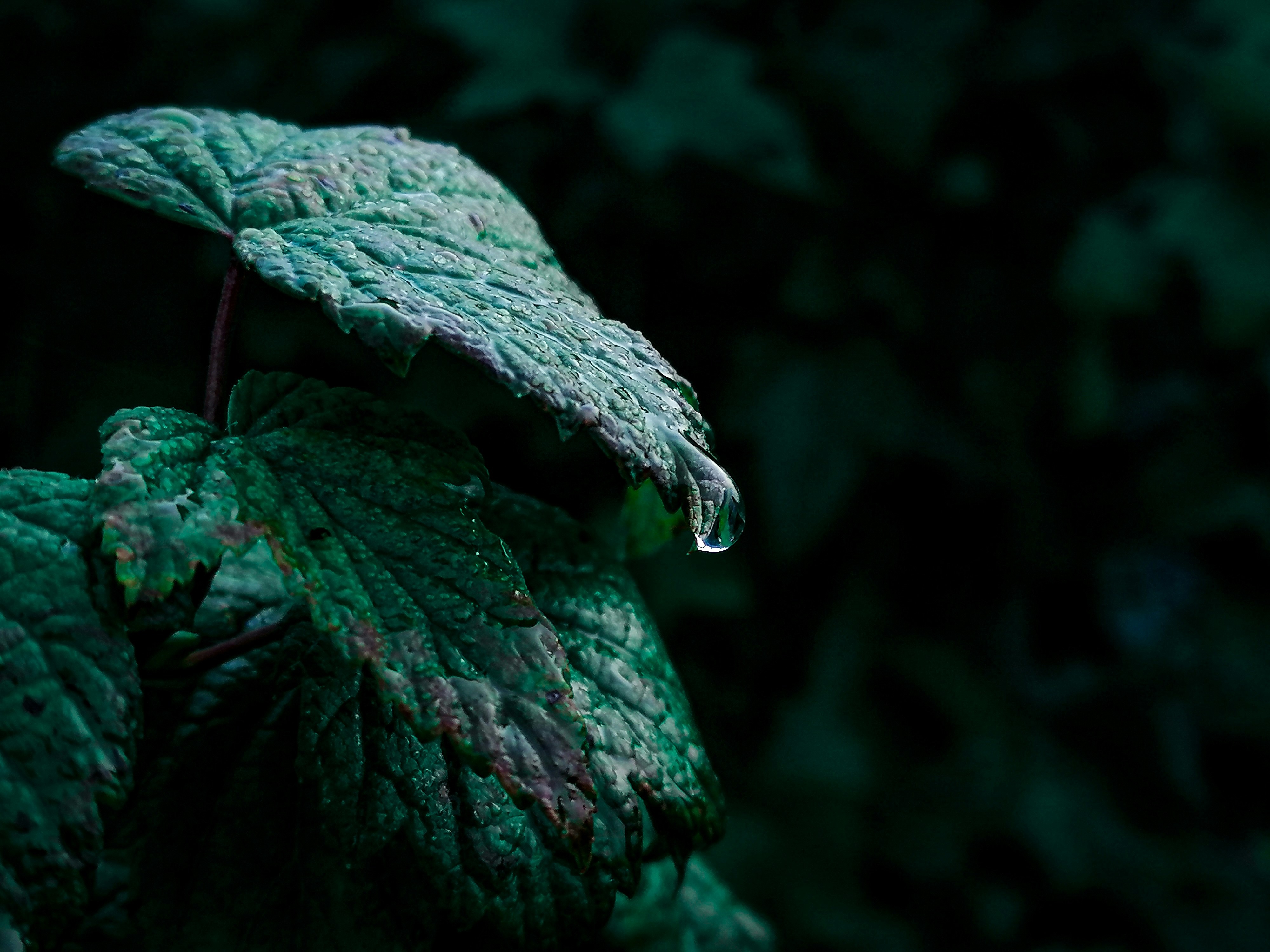 a green leaf with drops of water on it