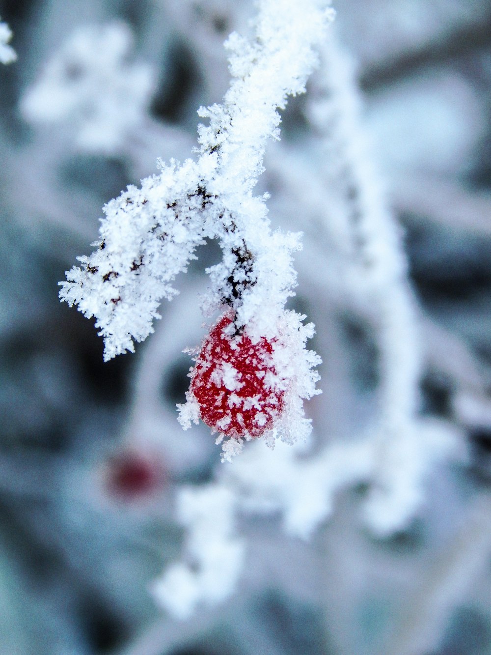 a close up of a snow covered tree branch