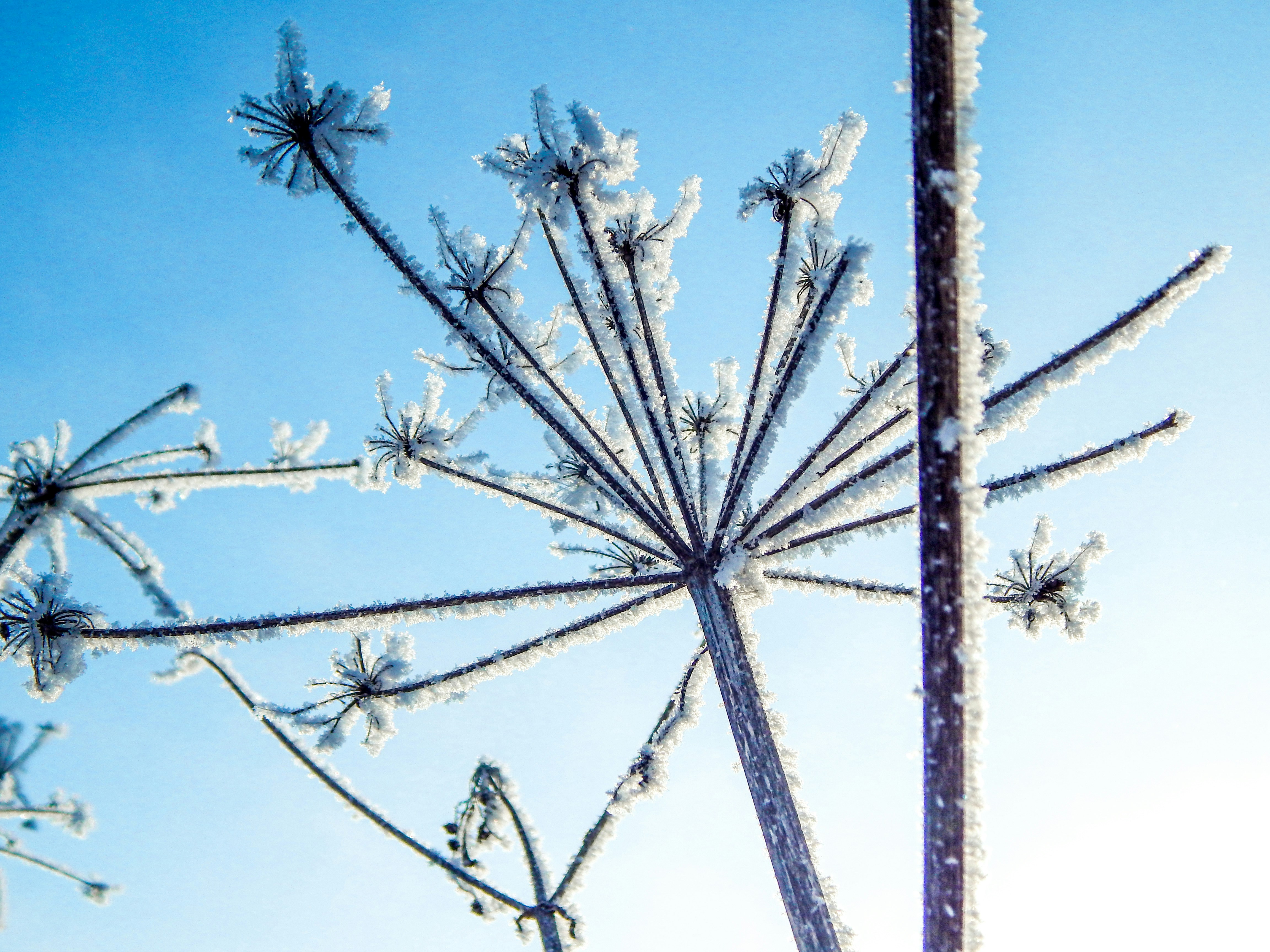 a close up of a plant with snow on it