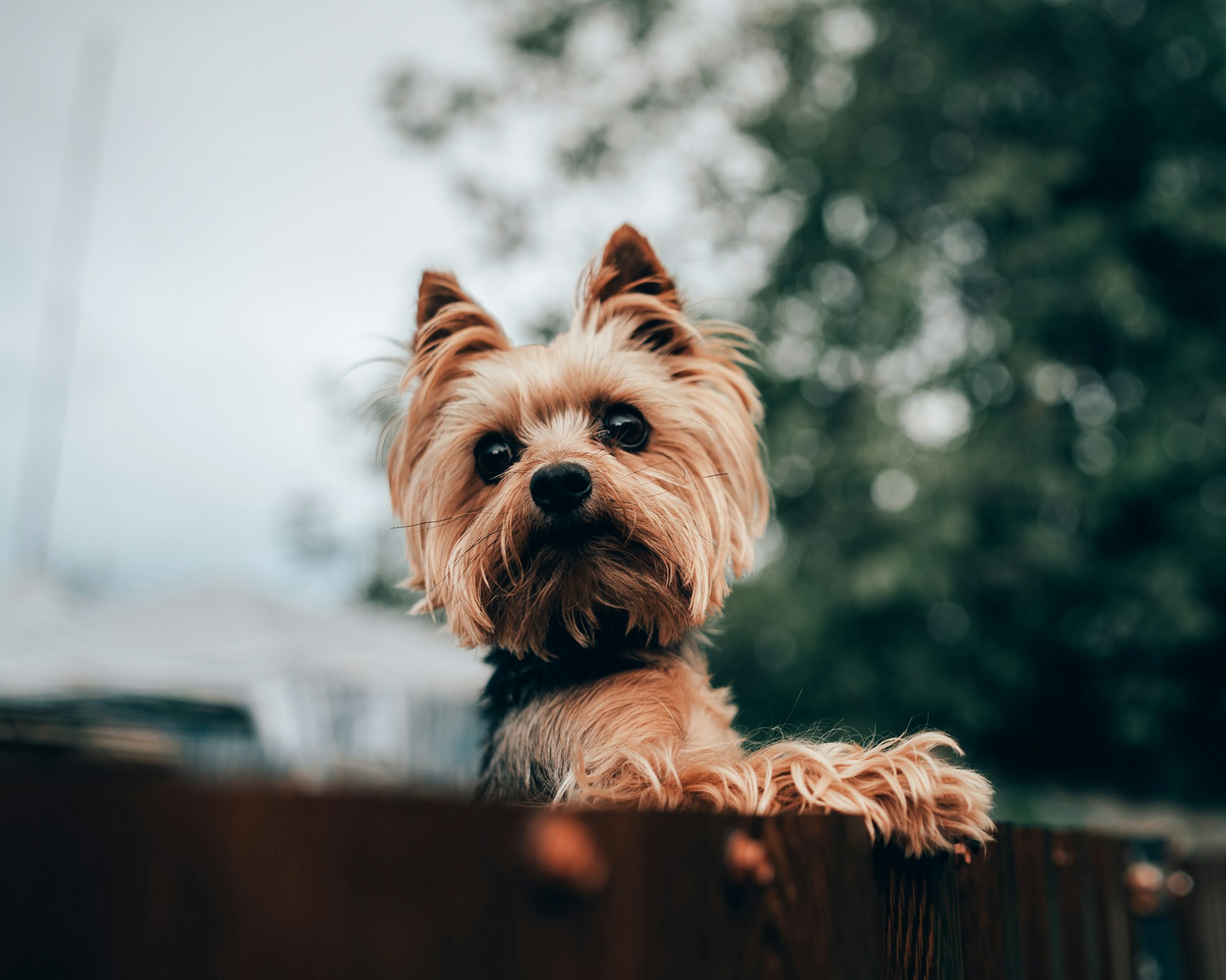 a small brown dog sitting on top of a wooden fence