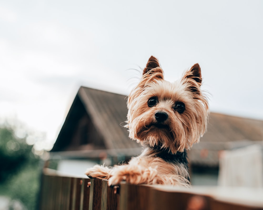 a small dog sitting on top of a wooden fence