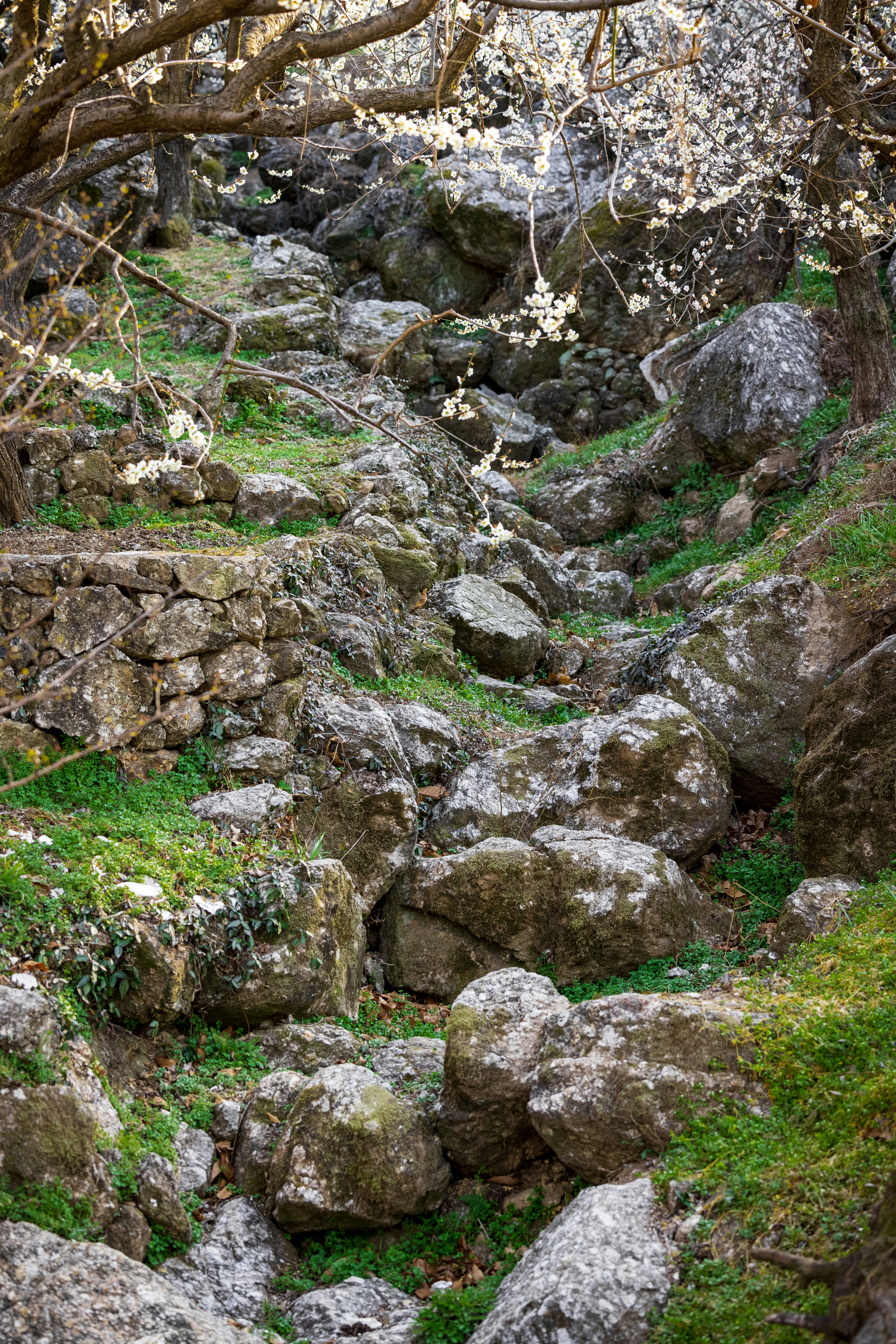 a rocky path with moss growing on the rocks