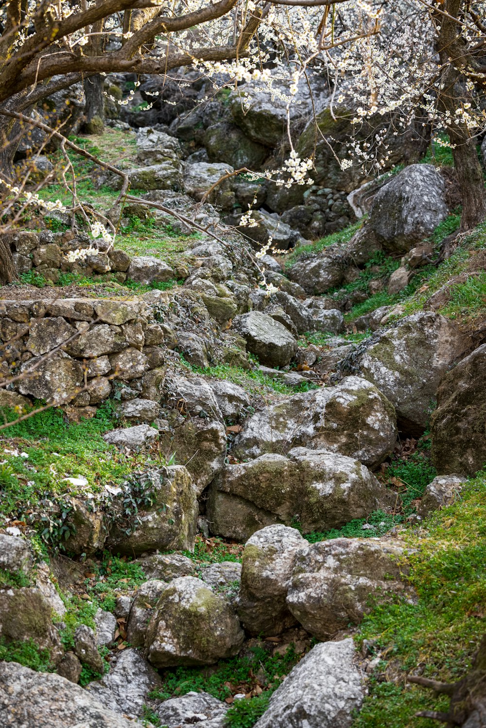 a rocky path with moss growing on the rocks