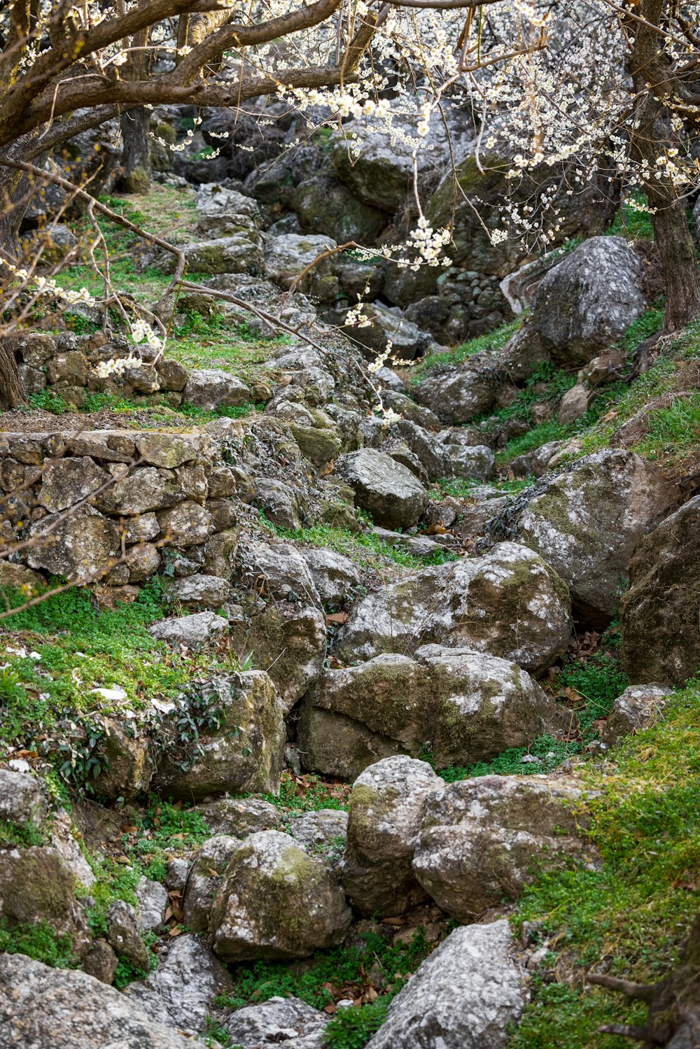 Ein steiniger Pfad mit Moos auf den Felsen