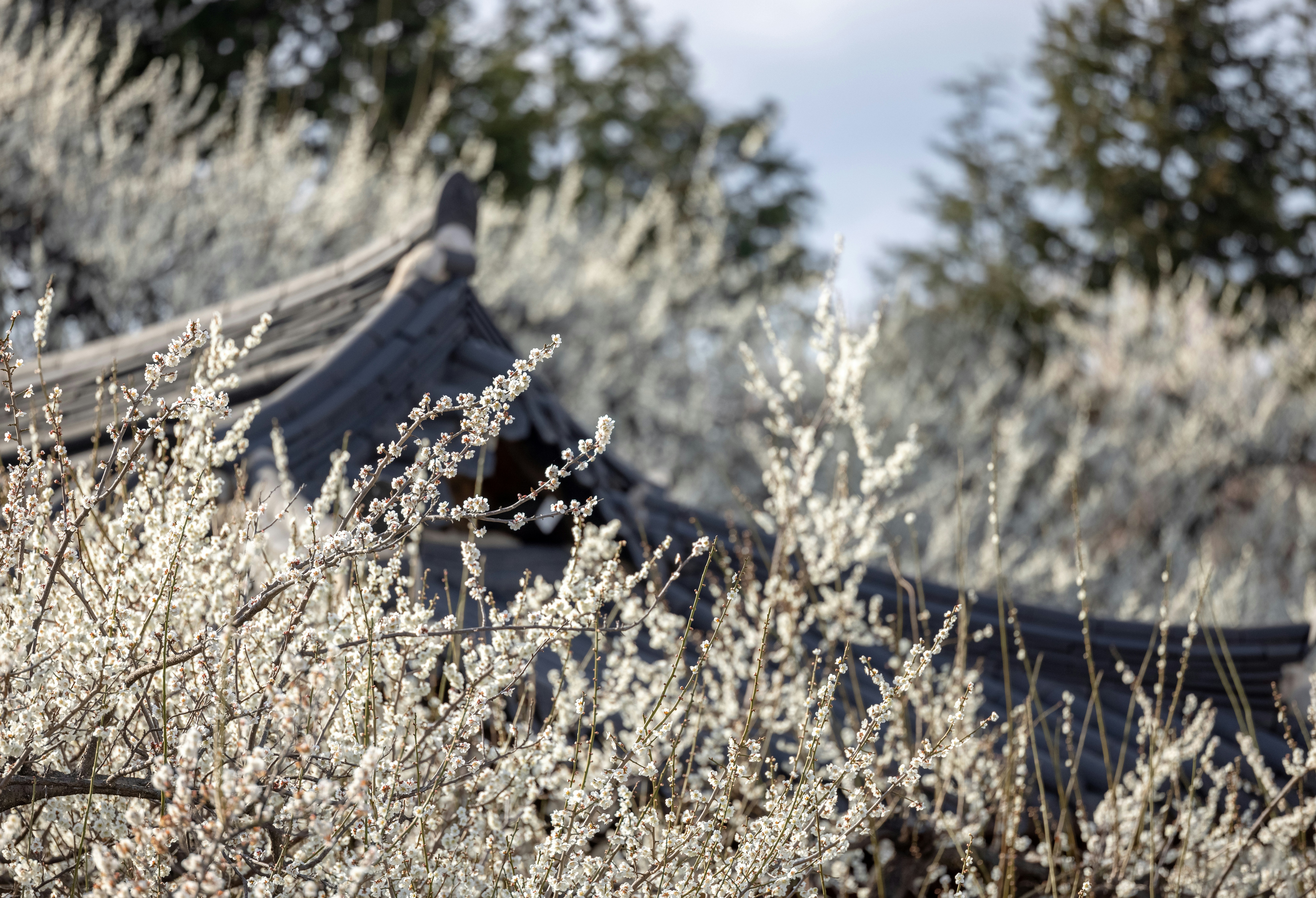 a bush with white flowers in front of a building