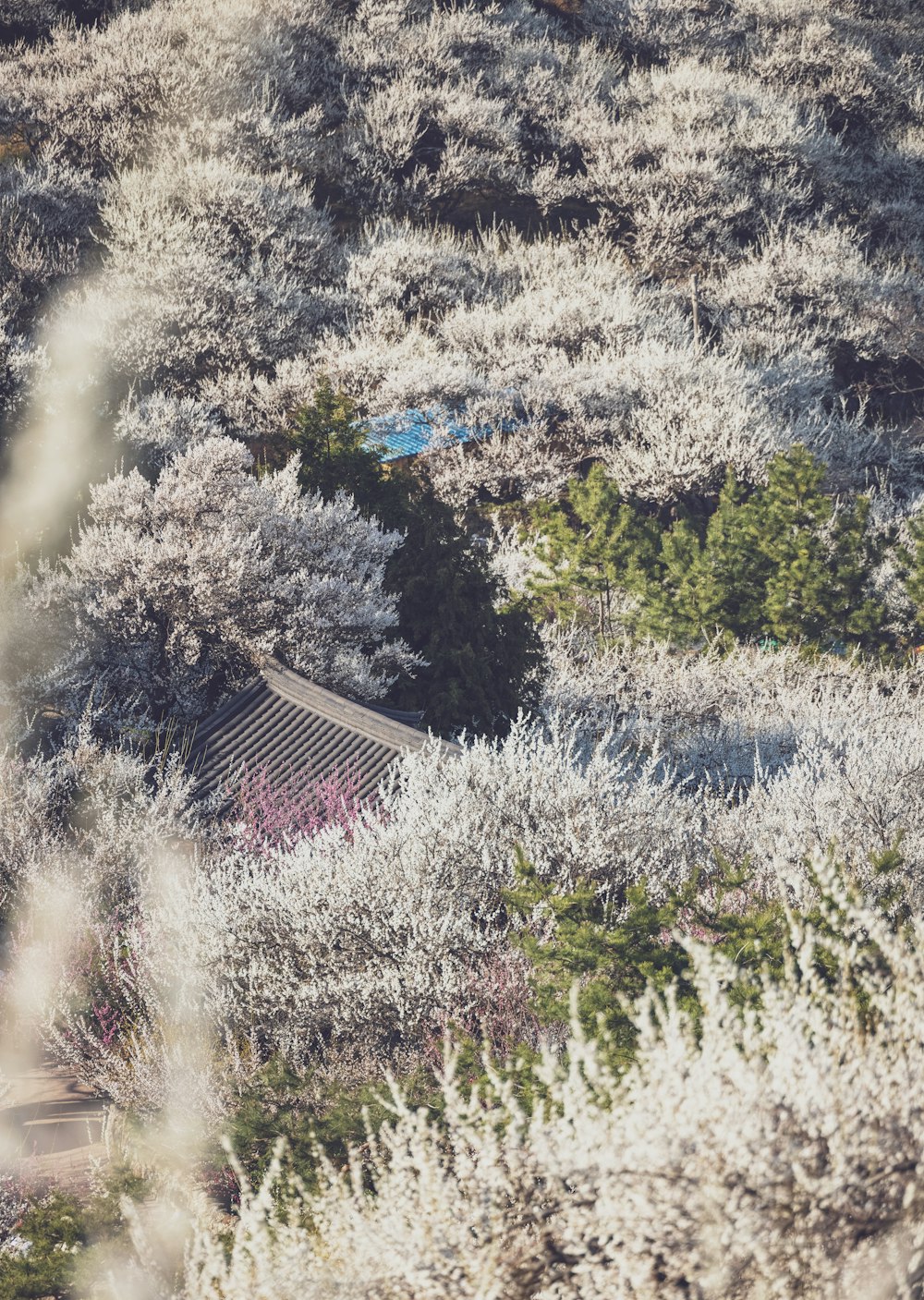 a bird's eye view of trees and bushes