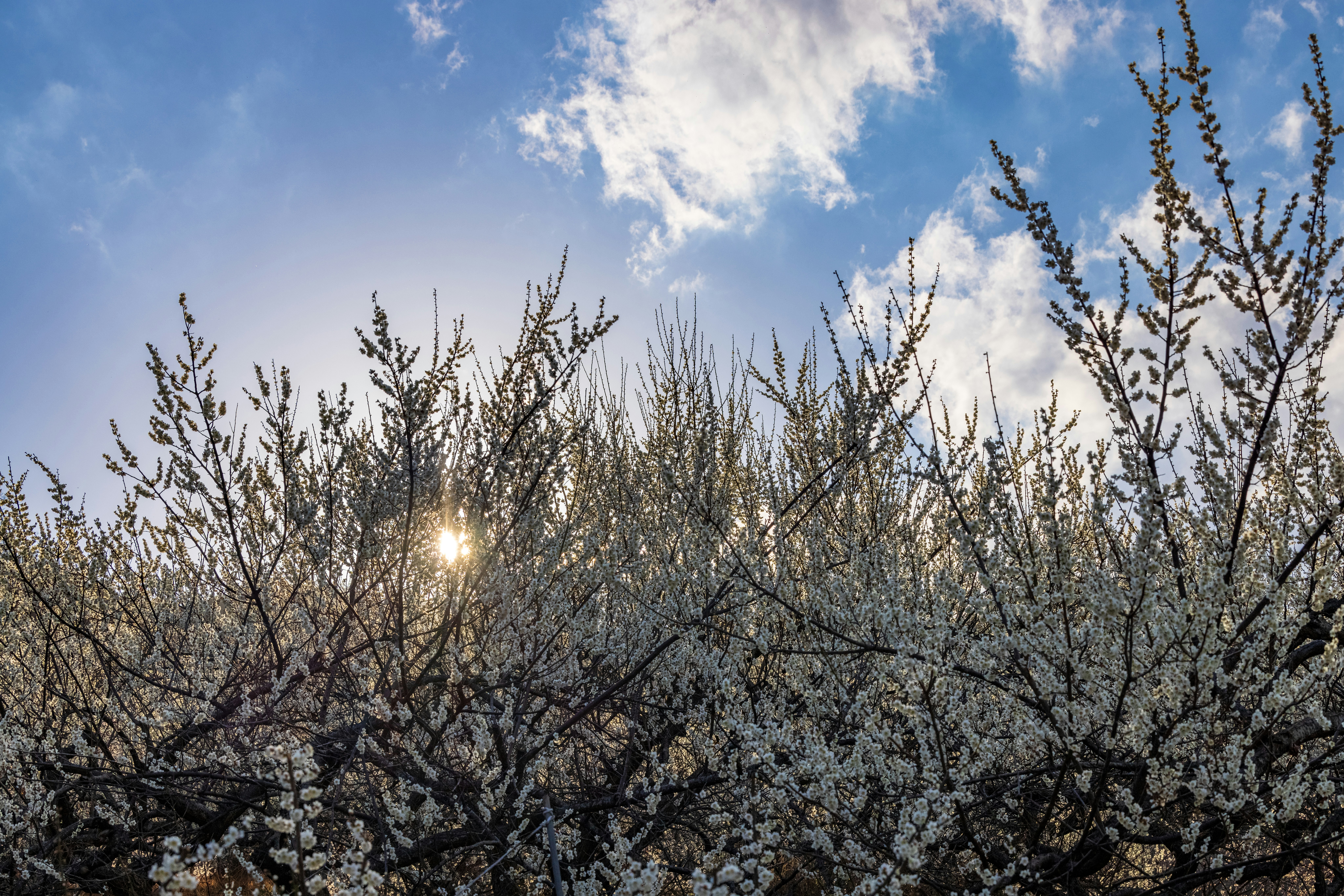 the sun shines through the branches of a flowering tree