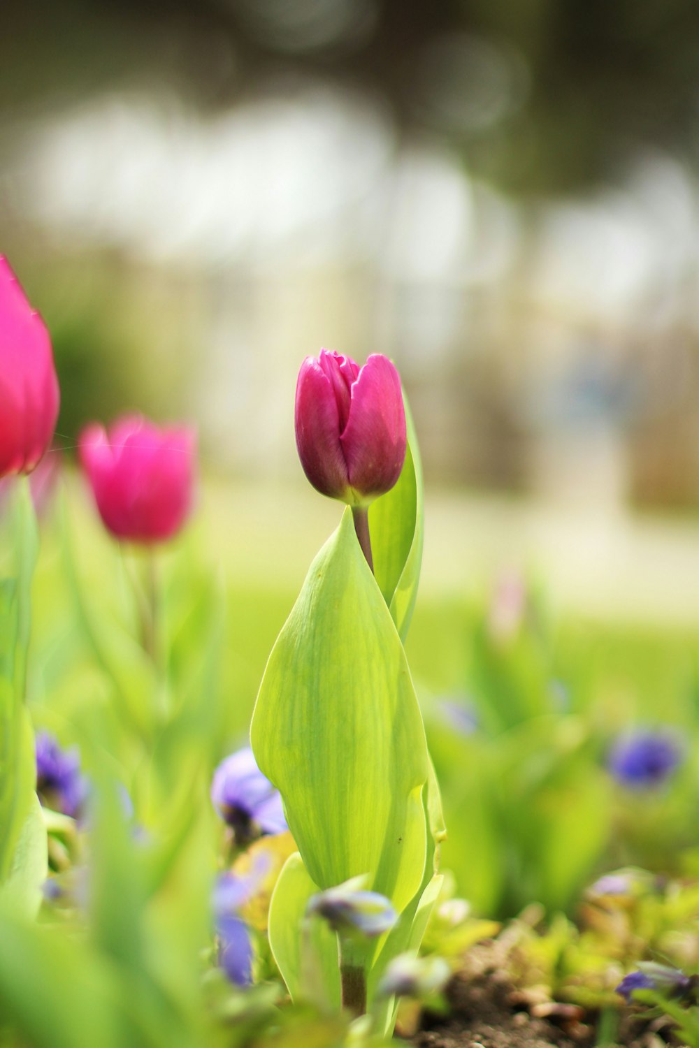 pink tulips and other flowers in a garden