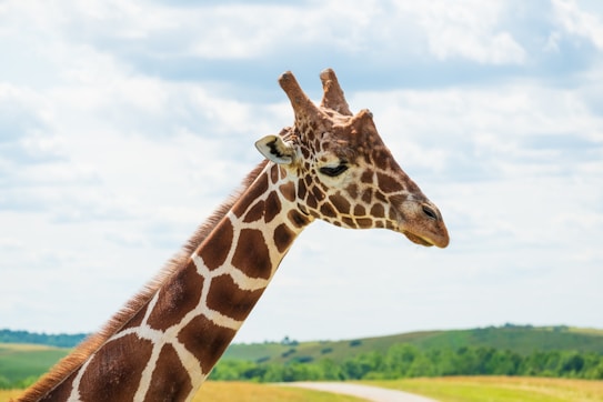 The image features a close-up of a giraffe's head and neck, highlighting its distinctive patterned coat and long neck. The background consists of an open landscape with cloudy skies and rolling green hills.