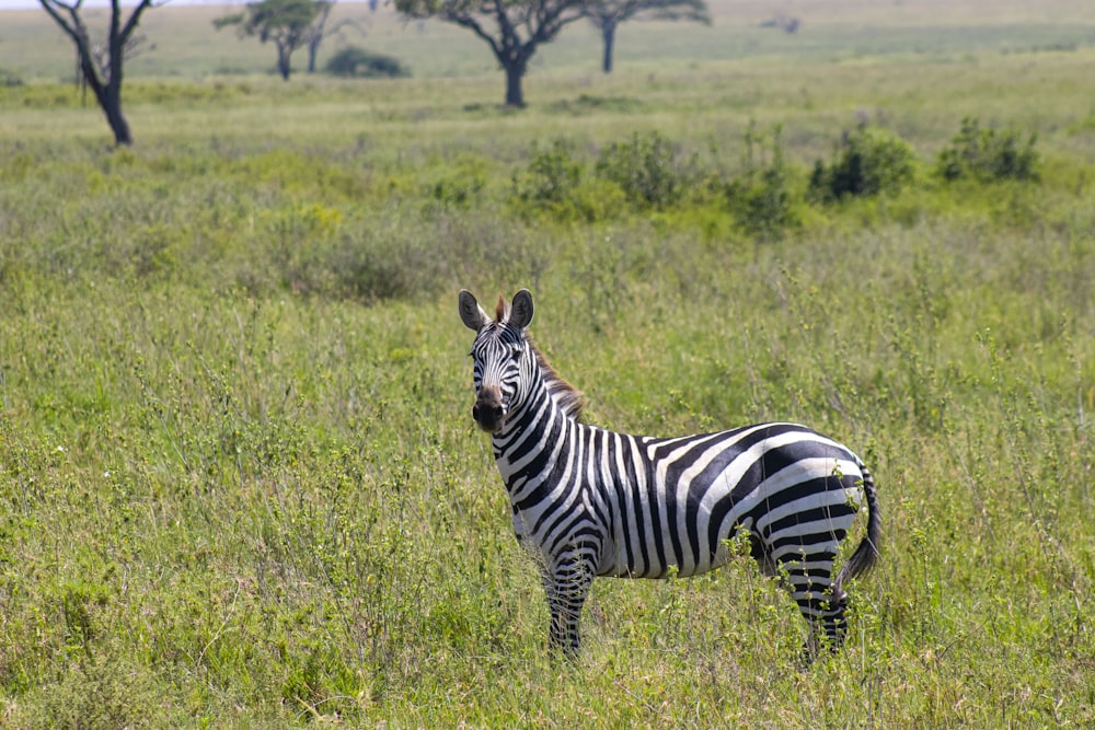 a zebra standing in the middle of a grassy field