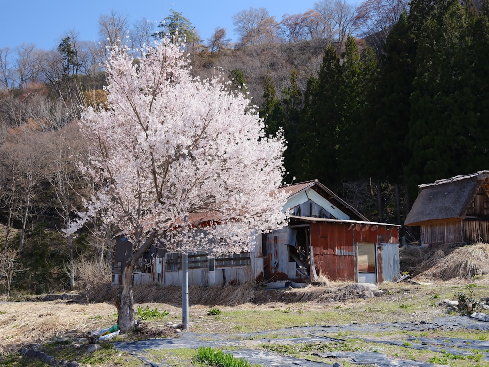 a tree that is in front of a building