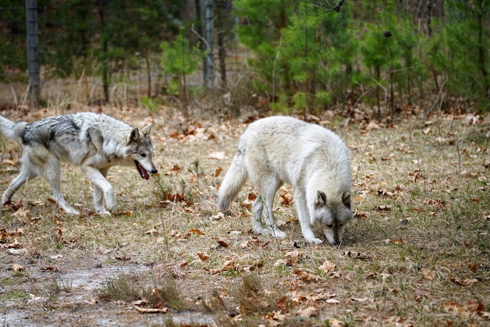 two wolfs are walking in a wooded area