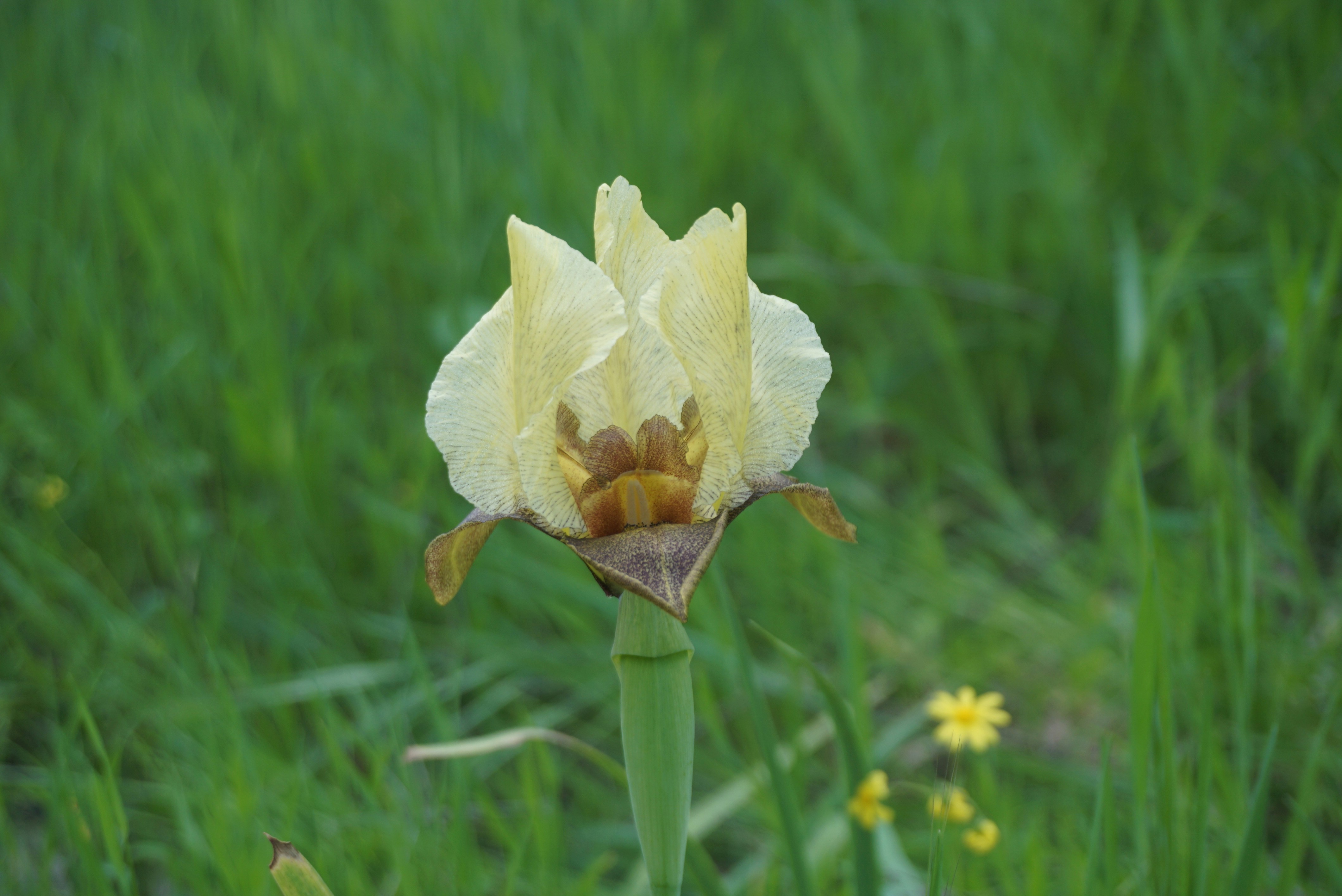 a close up of a yellow flower in a field