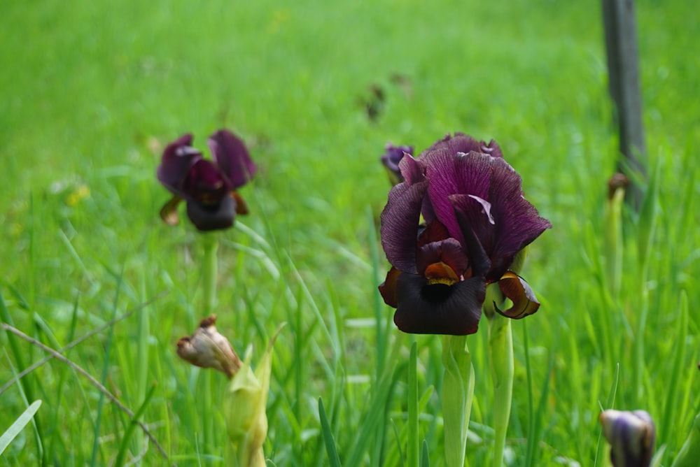 a purple flower in a field of green grass