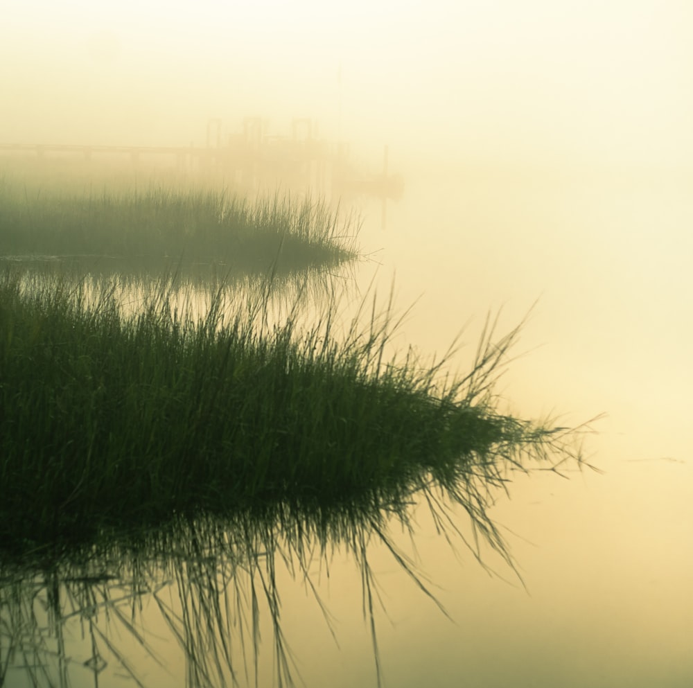 a foggy lake with grass in the foreground