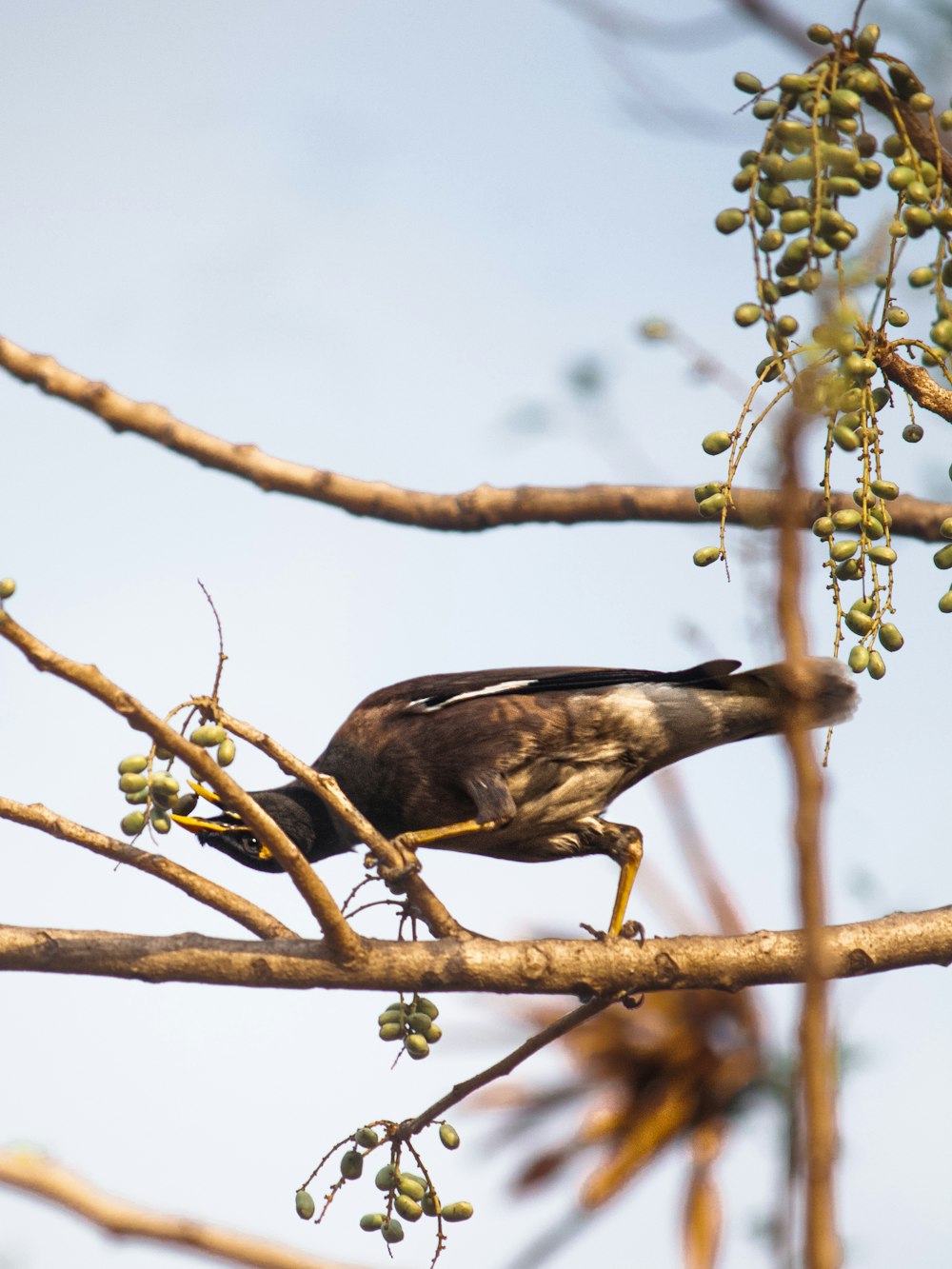 a bird sitting on a branch of a tree