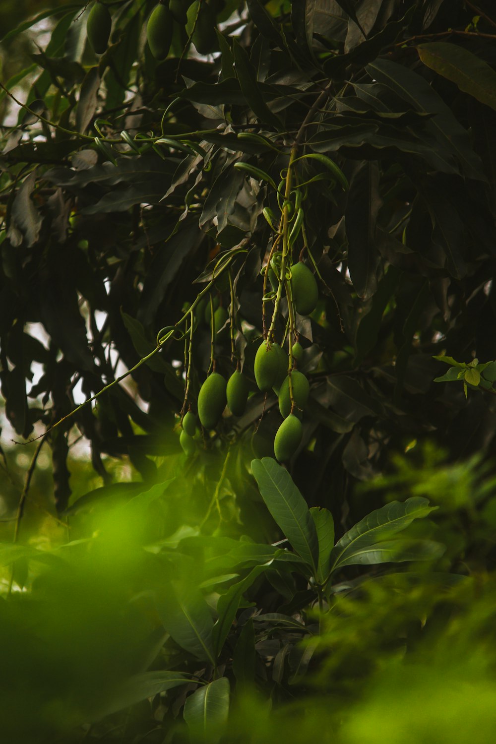 a bunch of fruit hanging from a tree