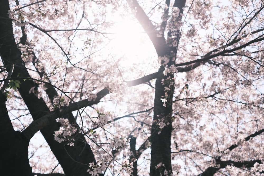 the sun shines through the branches of a cherry blossom tree