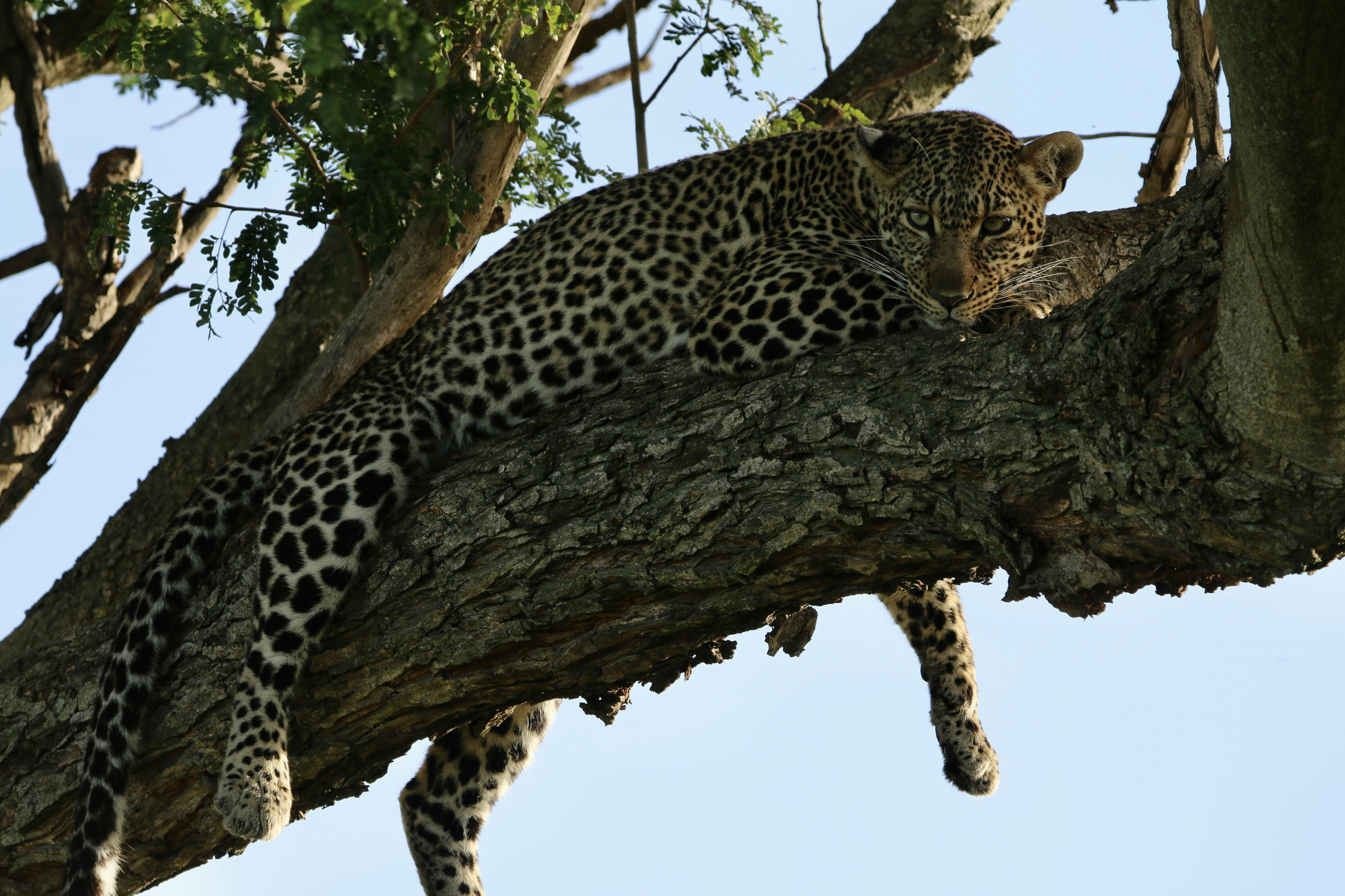 Leopards Hiding Their Kill (image credits: unsplash)