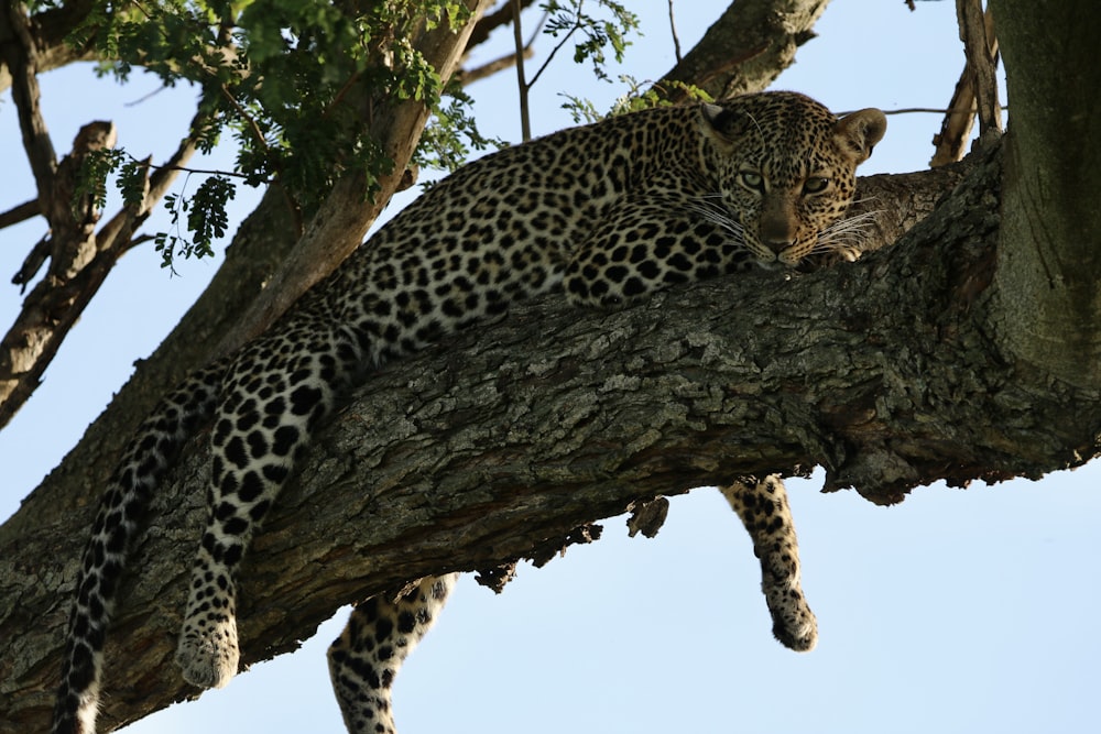 a large leopard laying on top of a tree branch