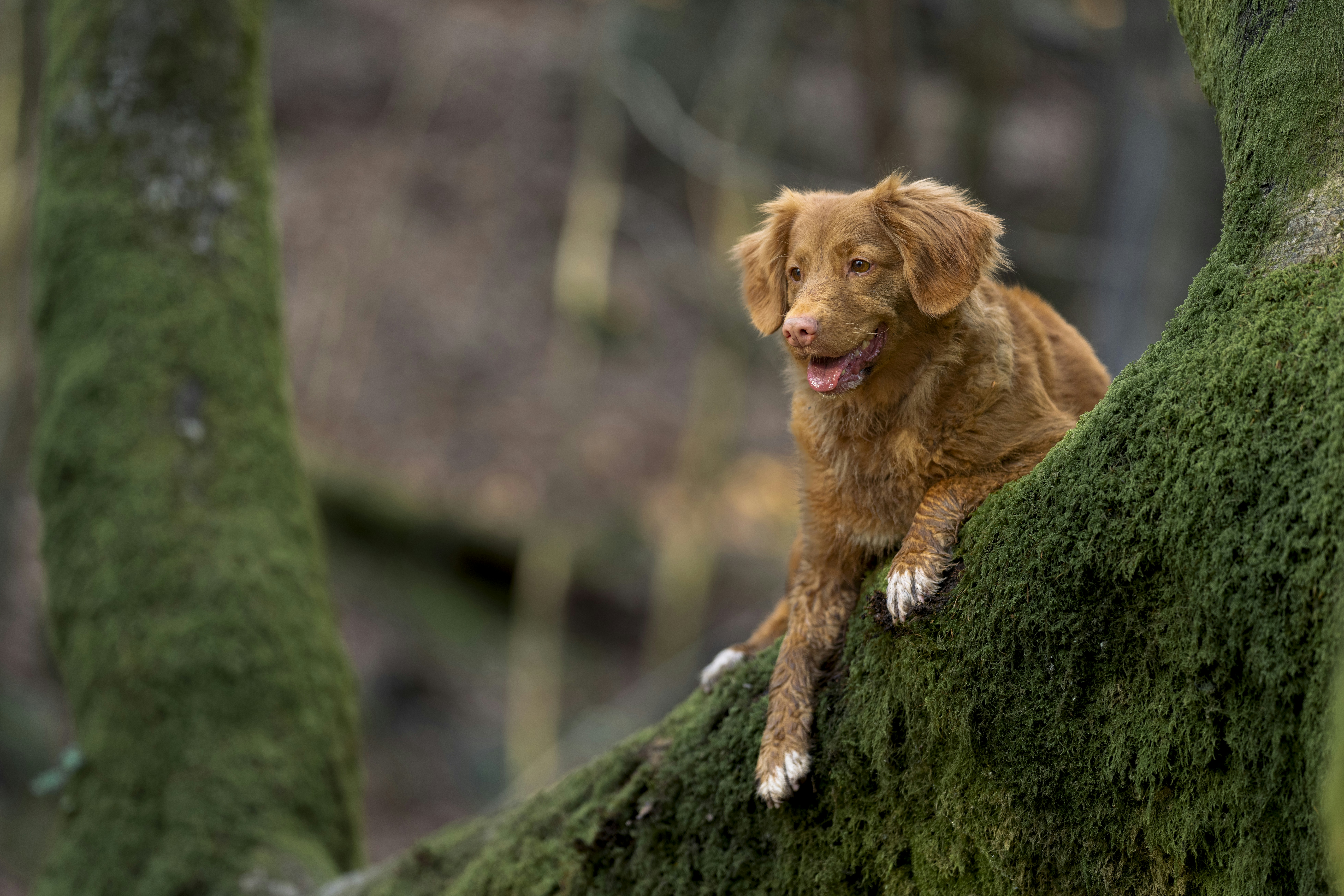 a dog is sitting on a mossy tree